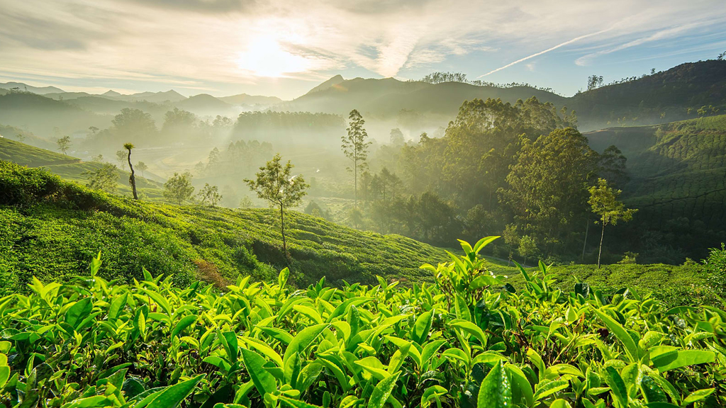 Discover the Magic of Munnar Kerala: A Traveler's Guide