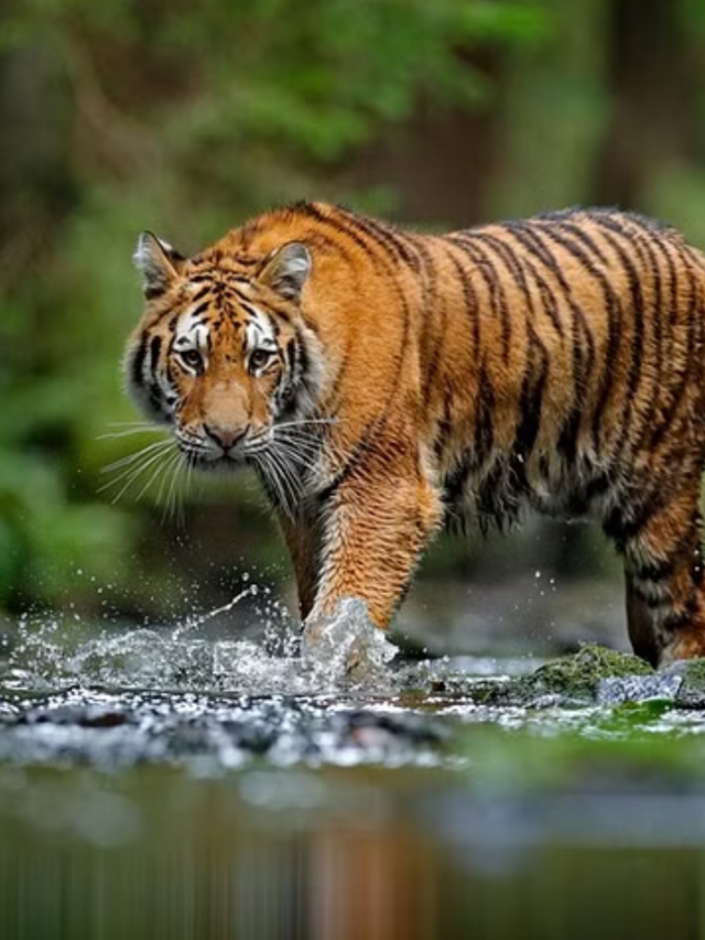 WHY SEPTEMBER IS THE BEST TIME FOR TIGER SPOTTING